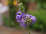 P6254703.JPG