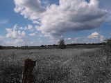 P8053664_grau.JPG